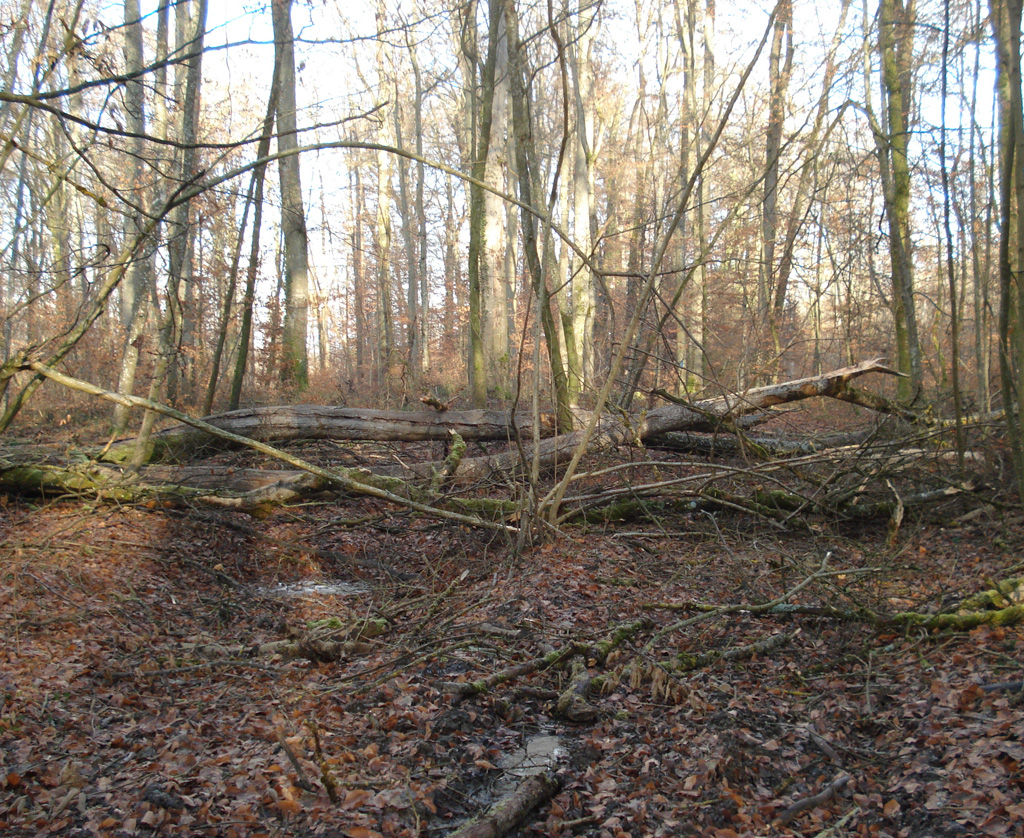 2022 01 12 steinbrunnbas jn img10