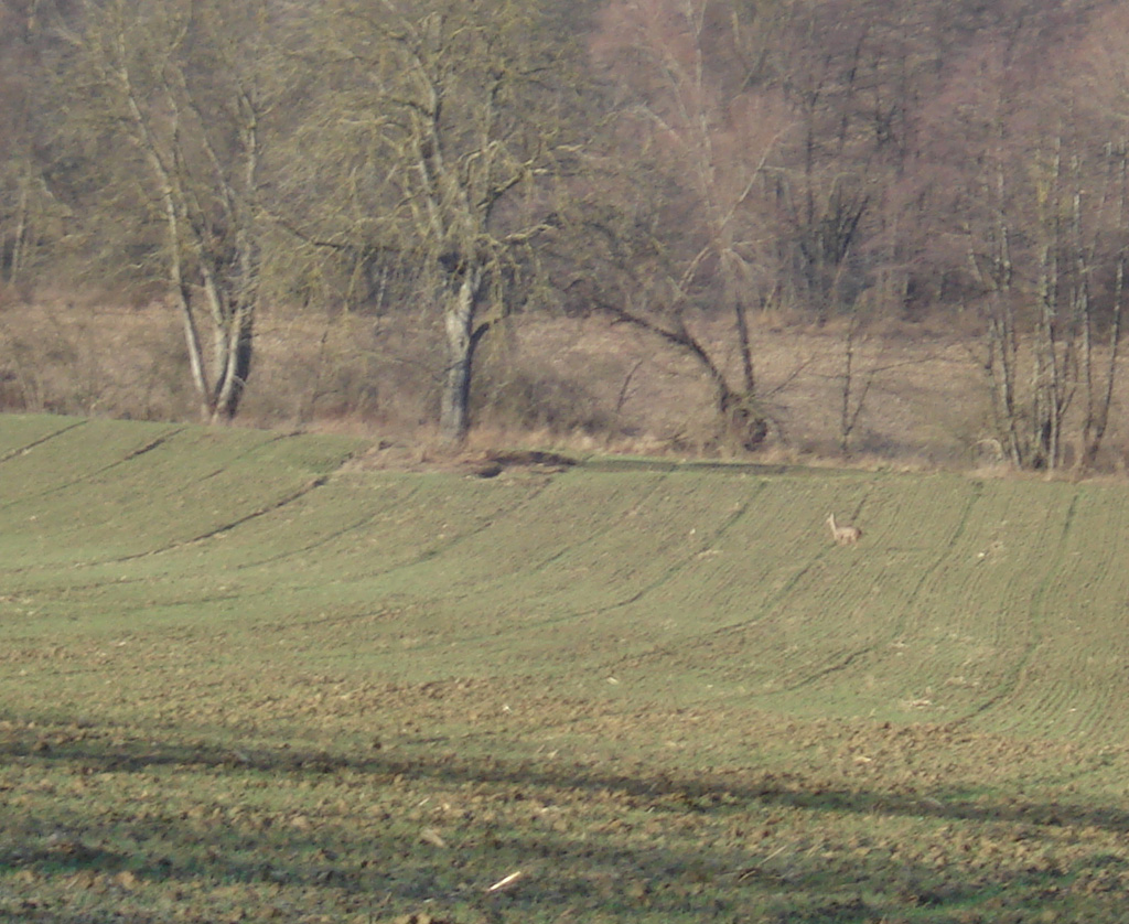 2022 01 12 steinbrunnbas jn img12
