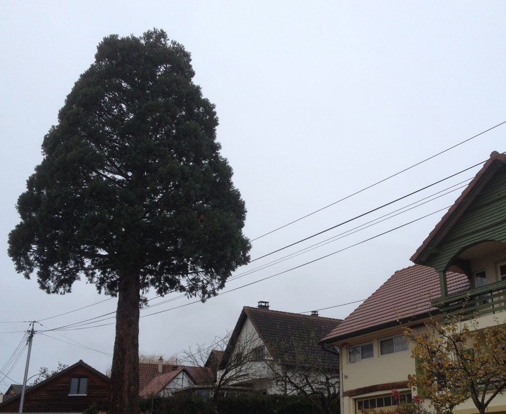 21 12 01 helfrantzkirch img 12