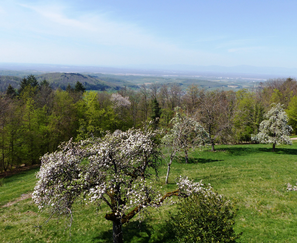 2022 04 20 schliengen vue terrasse Chateau burgel