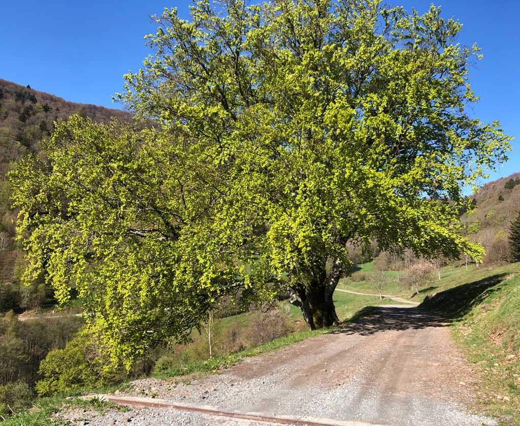 2022 04 27 lachtelweiher 1 img5