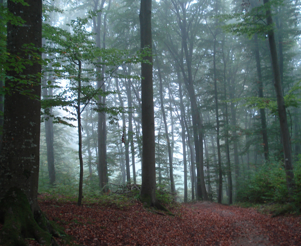 2022 10 19 mullheim img15