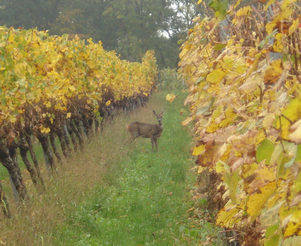 2022 10 19 mullheim img17