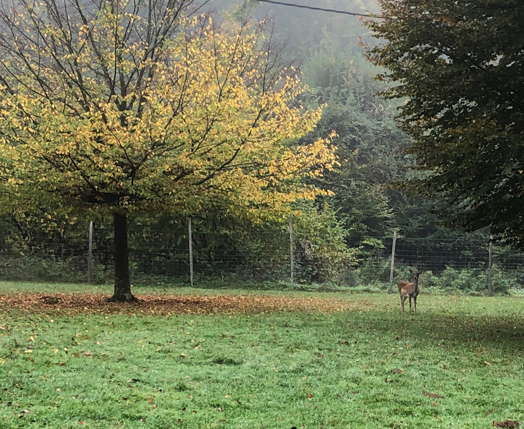 2022 10 19 mullheim img6