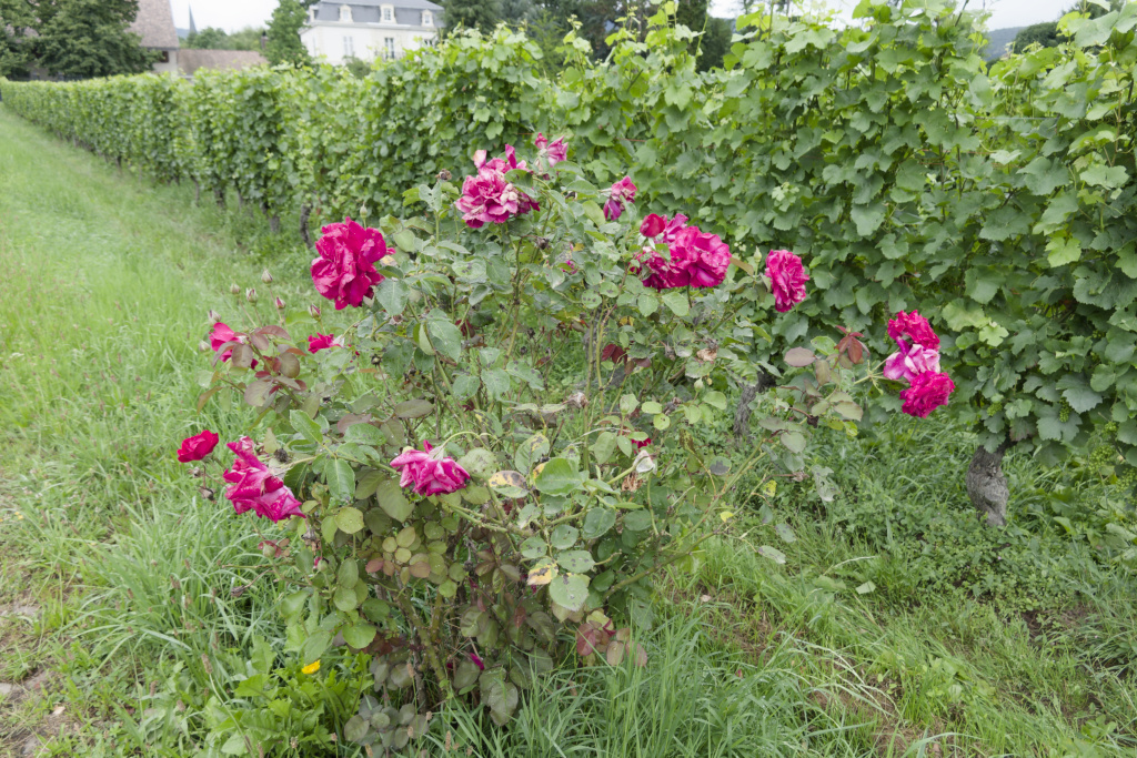 2024.07.03 Wuenheim 6