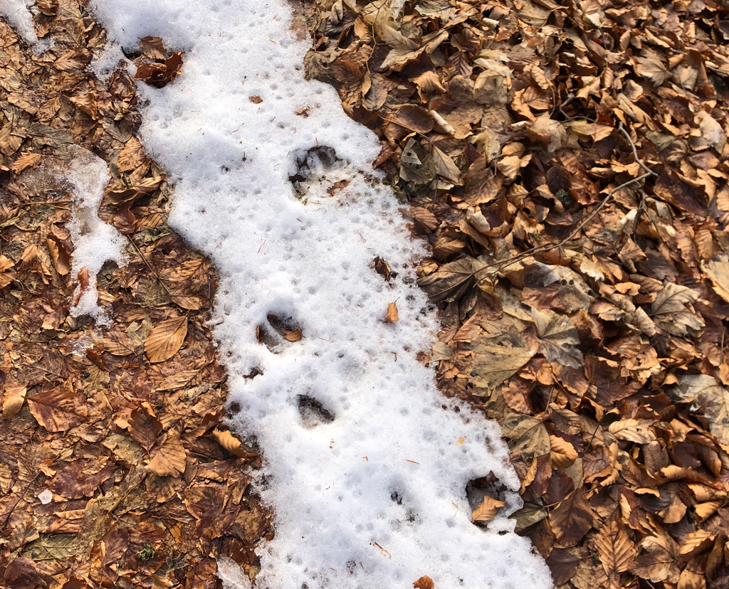 2025 12 03 geishouse img4