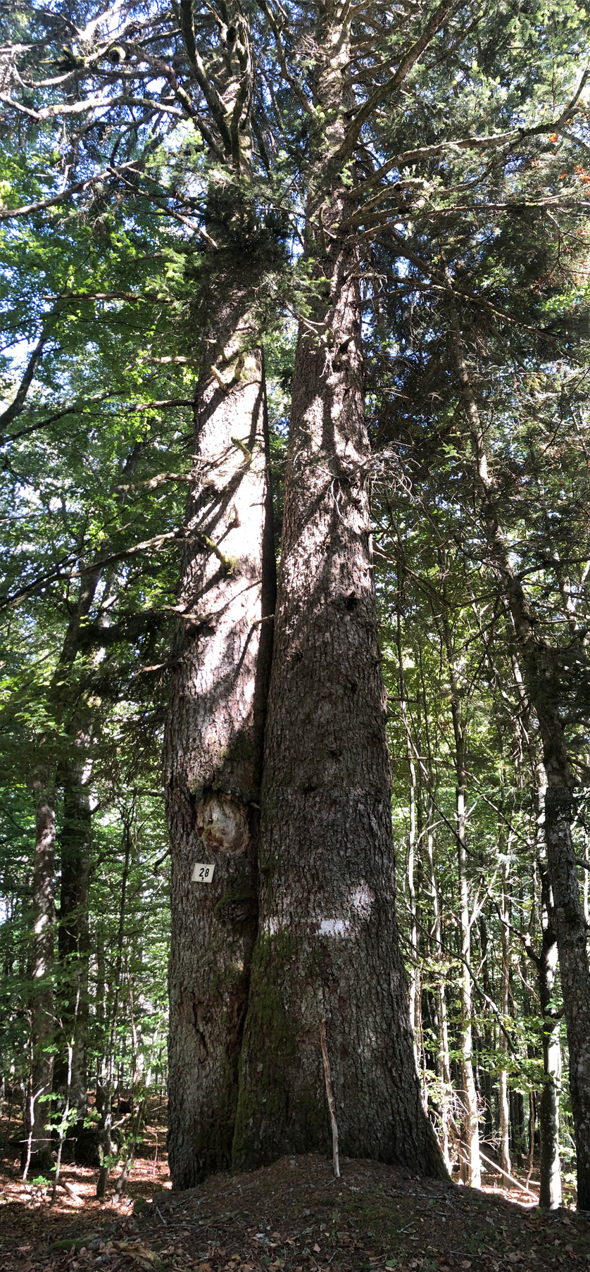2026 09 02 mittlach img18