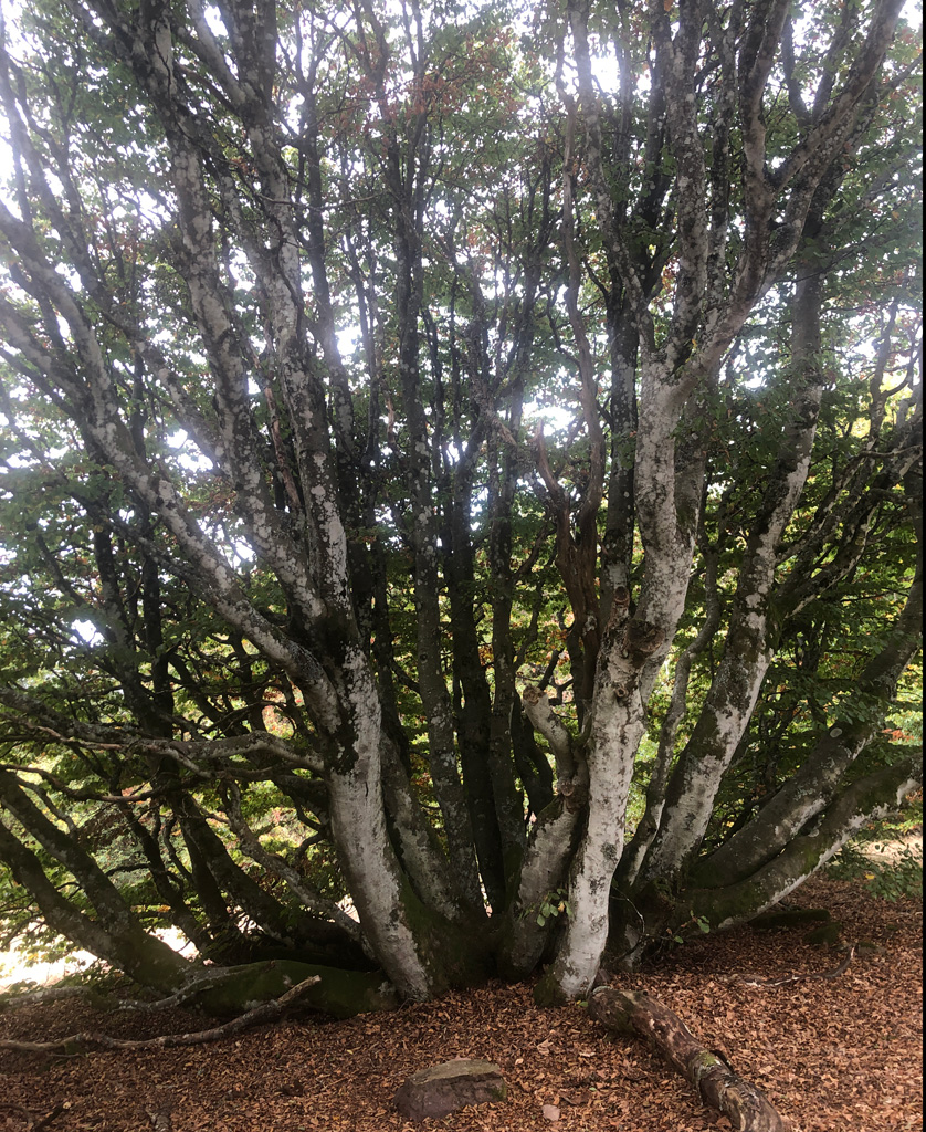 2026 09 30 rougemont img7