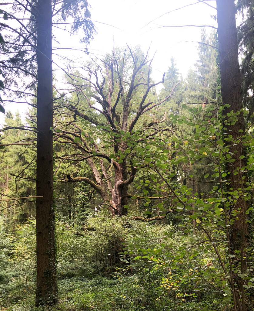 2026 10 07 oberlarg img17