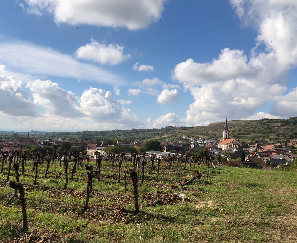 2026 10 14 kaiserstuhl img13