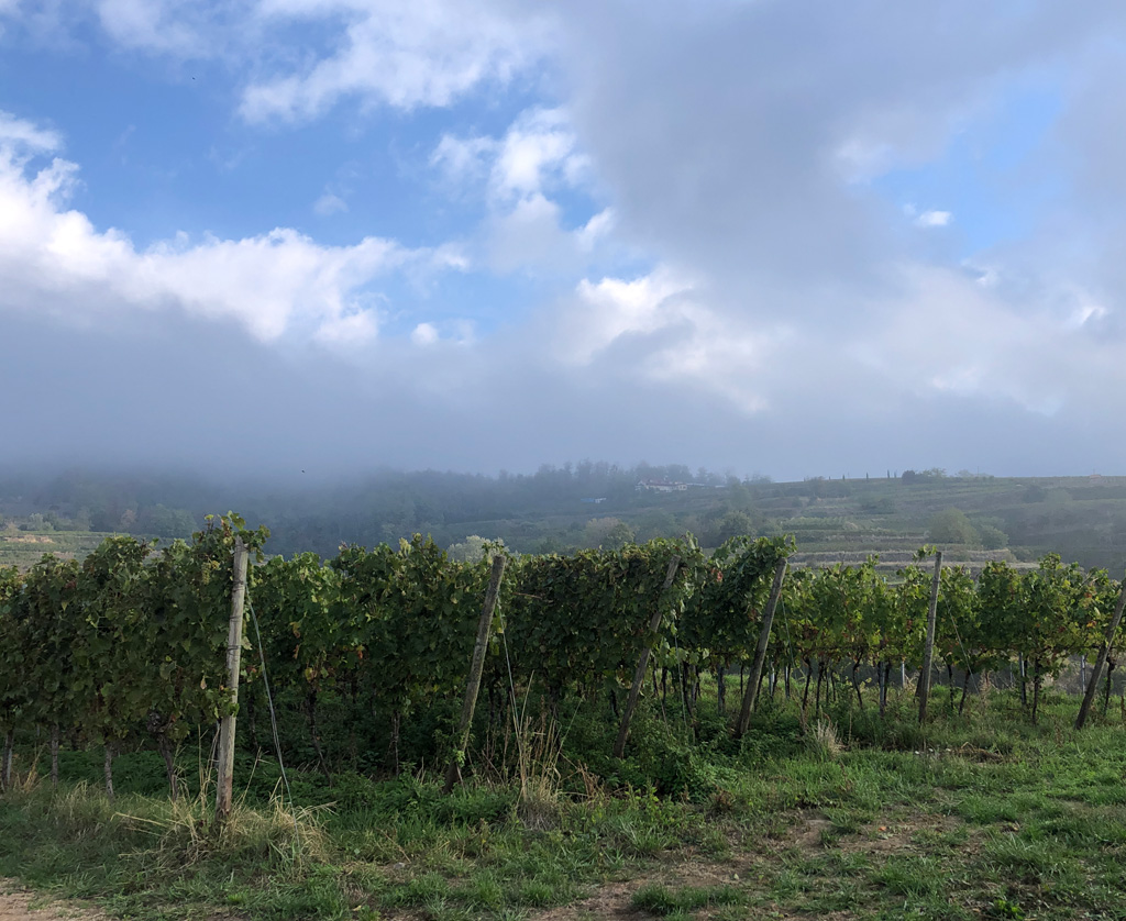 2026 10 14 kaiserstuhl img4