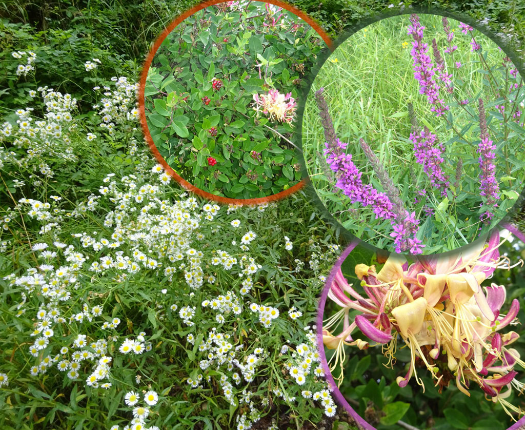 2021 07 28 britzingen img plantes