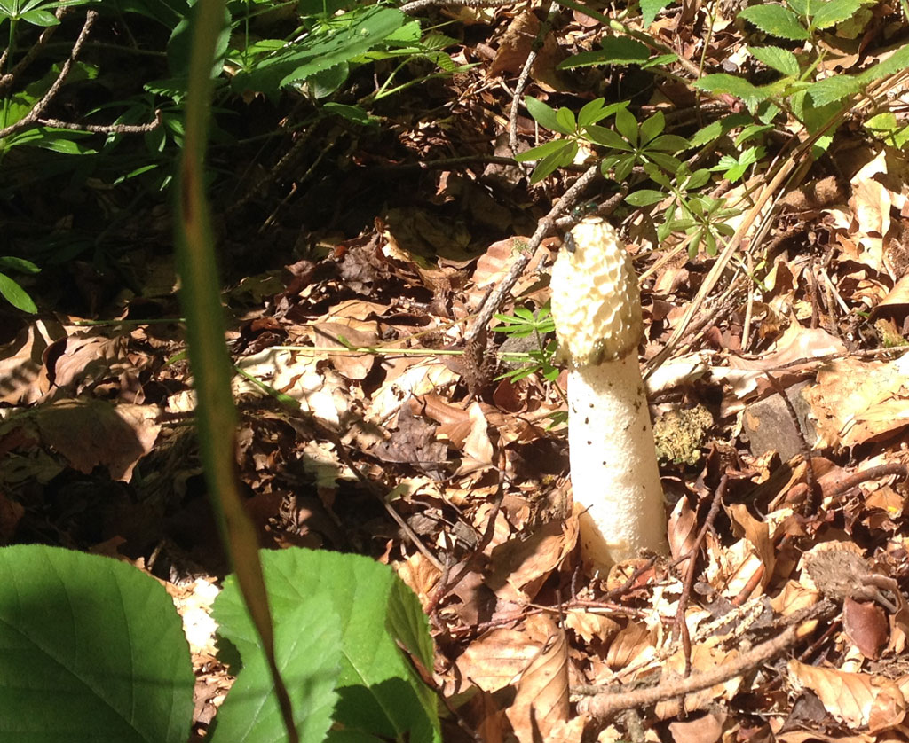 2021 07 21 mitzach img 7 phallus impudicus